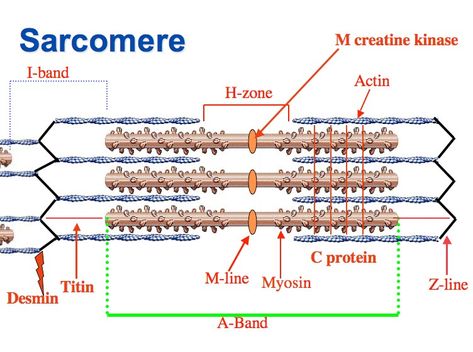 Sacromere Anaerobic Respiration, Muscle Diagram, Cardiac Cycle, Study Biology, Exercise Physiology, Medical Photos, Biology Notes, Muscle Contraction, Visual Learning