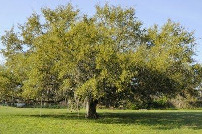 Live Oak Tree Facts - Tips On Caring For Live Oaks In The Landscape Oak Tree Landscaping, Oak Trees Landscaping, Tree Facts, Tree Landscaping, Live Oak Tree, Willow Tree Wedding, Pine Tree Silhouette, Growing Trees, Backyard Trees