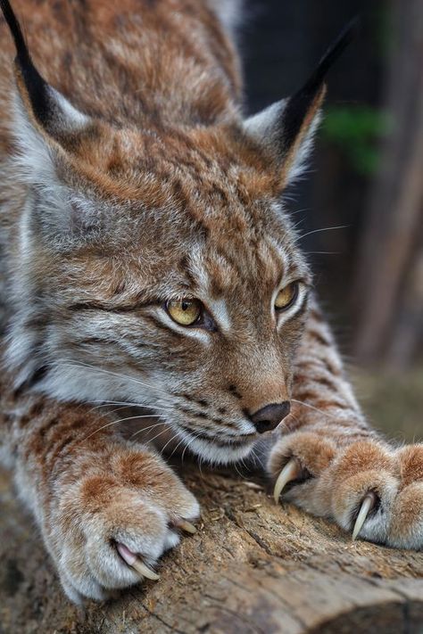 Eurasian Lynx, Regard Animal, Tattoo Nature, Wild Animals Photography, Cat Reference, Cat Pose, Majestic Animals, Wild Nature, Cat Aesthetic