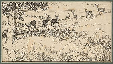 Edmund J. Sullivan | 1900 | Deer | The Morgan LIbrary & Museum Ceramic Stencils, Deer Drawings, Herd Of Deer, Sorrowful Mother, Deer Sketch, Deer Drawing, Deer Illustration, Morgan Library, Vintage Deer