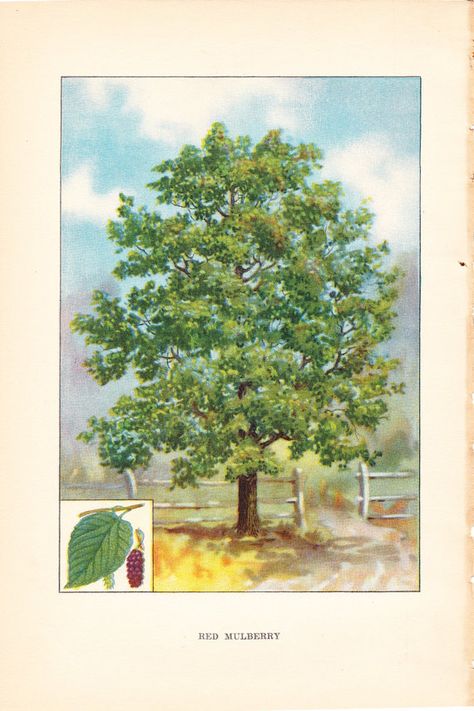 Book Art Illustration, Botanical Science, Botanical Artists, Black Walnut Tree, Juniper Tree, Tree Identification, Sycamore Tree, Illustration Nature, Shady Tree