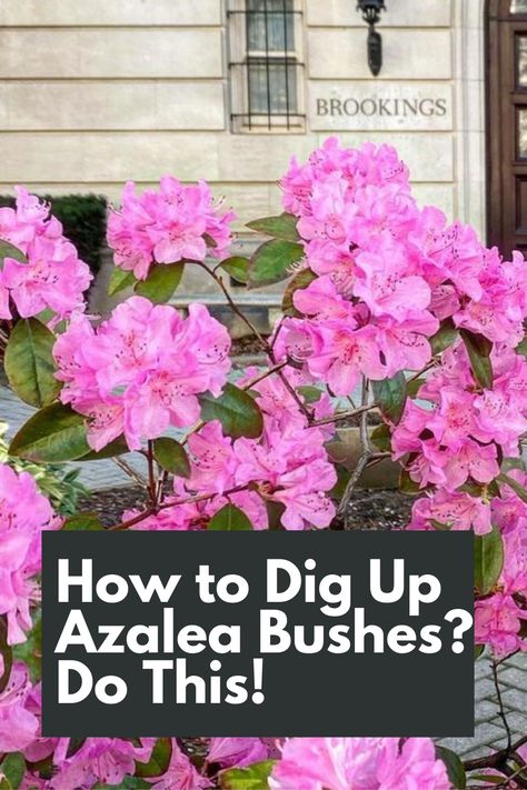 Discover the ultimate guide on how to dig up your azalea bushes with ease! Learn step-by-step instructions on properly excavating and relocating your azaleas to ensure their health and vitality. From preparing the soil to safely extracting the roots, we've got you covered. Don't let your azaleas suffer - take action now and give them a fresh start.IG Photo by: jamijrodgers Transplanting Azaleas, Azaleas Landscaping, Azalea Bush, House Maintenance, English Ivy, Health And Vitality, Replant, Side Yard, A Fresh Start