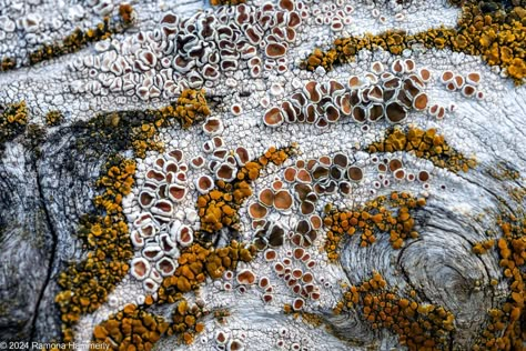 Lichen on Driftwood | Near the high tide line on a massive o… | Flickr Lichen Art, Moss And Lichen, Lichen Moss, Indoor House Plants, The Planet Earth, Carl Sagan, High Tide, House Plants Indoor, Painting Inspo