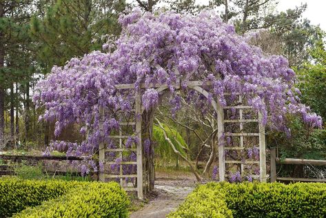 Wisteria Amethyst Falls, American Wisteria, Chinese Wisteria, Wisteria Garden, Wisteria Plant, Wisteria Vine, Wisteria Tree, Light Purple Flowers, Cascading Flowers