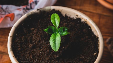 Citrus Tree Indoor, Indoor Lemon Tree, Desserts Lemon, Lemon Tree From Seed, Grow Lemon, Lemon Salad Dressings, Growing Lemon Trees, Dessert Lemon, Lemon Plant