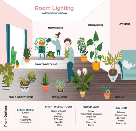 Houseplant Soil Recipe, Houseplants Names, Indoor Plant Light Guide, House Plant Watering Guide, Houseplant Light Guide, Indoor Plant Lights, Eco Garden, Plant Journal, Plant Care Houseplant