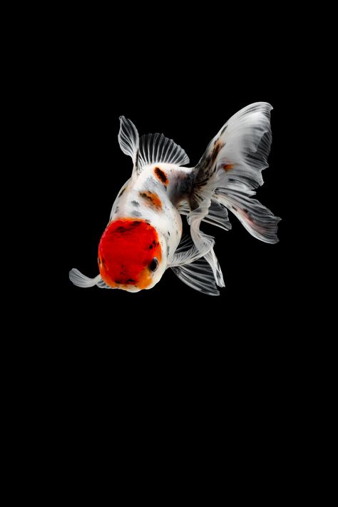 Goldfish Wallpaper, Pet Goldfish, Fancy Goldfish, Pets At Home, Pet Tips, Cool Fish, Fish Wallpaper, Pet Fish, Beautiful Fish