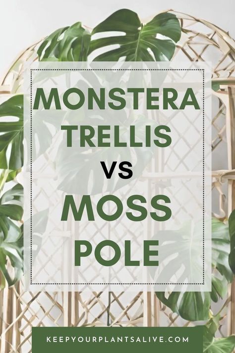 Monstera Bamboo Pole, Monstera Adansonii Trellis Ideas, Support For Monstera Plant, Monstera Plant Styling, Monstera With Moss Pole, Monstera Deliciosa Support, Tall Monstera Plant, Monstera Pole Ideas, Diy Monstera Pole