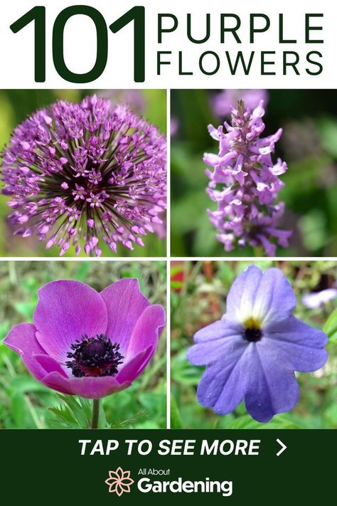 Thinking of adding some purple flowers to your garden, but aren't sure which ones to add? In this guide, we look at our favorite purple flowers you can plant this season, with names and pictures of each! Come take a look! Purple Flower Types, Tall Purple Flowers Perennials, Purple Perennial Flowers, Poppy Flower Meaning, Chakra Garden, Acer Garden, Tall Purple Flowers, Purple Flower Names, Purple Wild Flowers