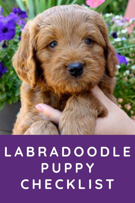 Micro Labradoodle, Labradoodle Puppies, Mini Labradoodle Full Grown, Mini Labradoodle, Labradoodle Full Grown, Labradoodle Mini, Mini Labradoodle Puppy, F1 Labradoodle, Poodle Mix Breeds