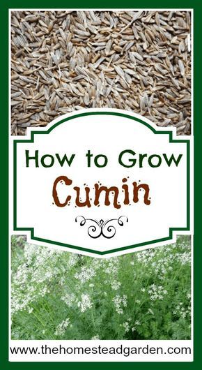 Cumin Plant, Types Of Herbs, Homestead Gardens, Indoor Vegetable Gardening, Organic Vegetable Garden, Home Vegetable Garden, Wildflower Garden, Organic Gardening Tips, Food Garden