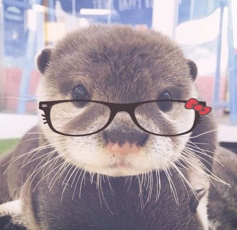 Animal pfp  C Silly Animal Pfp, Cute Otter Pfp, Cute Tt Pfp, Tiktok Pfp Aesthetic, Pfp Aesthetic Animal, Possum Pfp, Funny Gc Pfp, Pfp Pics Aesthetic, Gmail Pfp