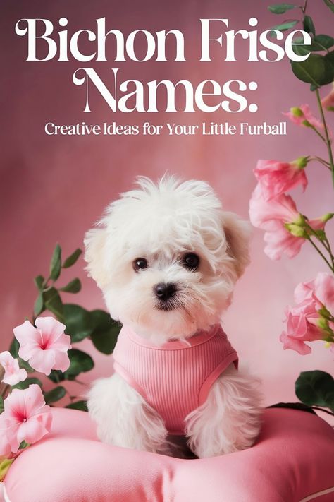 A small Bichon Frise puppy and a text and Bitchon Frise names. Teddy Bear Dog Haircut Bichon, Bichon Frise Haircut Styles, Puppy Preparation, Teacup Bichon Frise, Small Fluffy Dogs, Bichon Puppy, Bichon Frise Rescue, Feminine Lifestyle, Cat Love Quotes