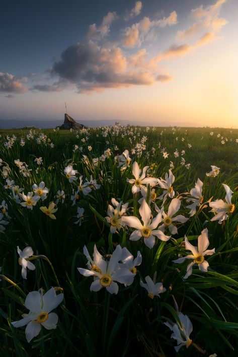 Narcissus Flower Wallpaper, Narcissus Flower, Fb Cover Photos, Flower Wallpaper, Sunrise Sunset, Cover Photos, Beautiful Flowers, Flowers, Photography