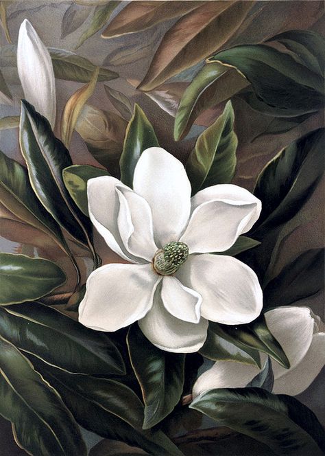 Southern Magnolia (Magnolia grandflora)  Laird, Alicia H., c. 1861-1897 Magnolia Grandiflora, Office Gallery Wall, James Mcneill Whistler, Caspar David Friedrich, Art Exhibition Posters, Winslow Homer, Soyut Sanat Tabloları, Gallery Wall Frames, John James Audubon