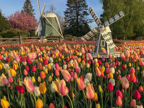 2023 Skagit Valley Tulip Festival Garden Tulips, Skagit Valley Tulip Festival, Tulip Season, Skagit Valley, Most Popular Flowers, Tulip Festival, Tulip Bulbs, Festival 2023, Popular Flowers