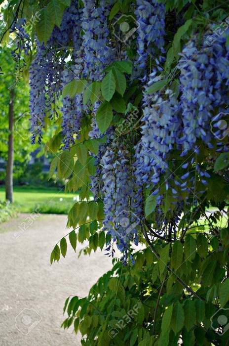 Chinese Wisteria, Wisteria Sinensis, Wisteria Plant, Wisteria Vine, Perennial Shrubs, Climbing Vines, Fragrant Flowers, Vanuatu, Whole Foods