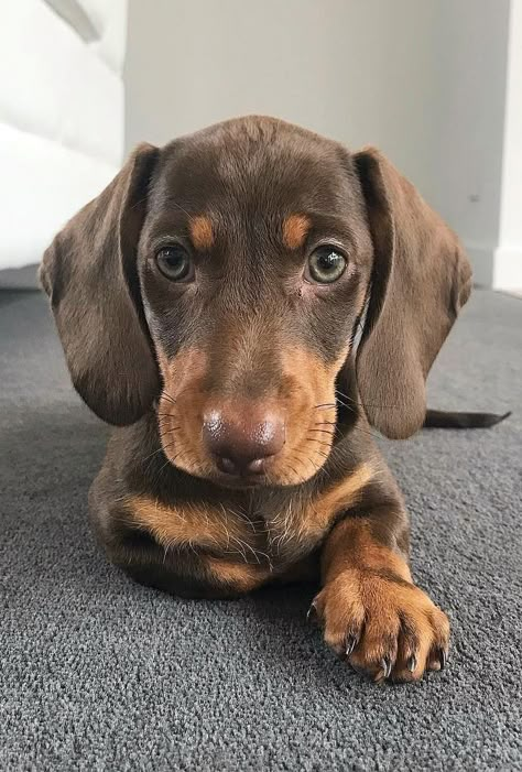 Weener Dogs, Big Dogs Breeds, Biggest Dog In The World, Biggest Dog, Doxie Puppies, Baby Dachshund, Attract People, Cutest Dogs, Dogs Breeds