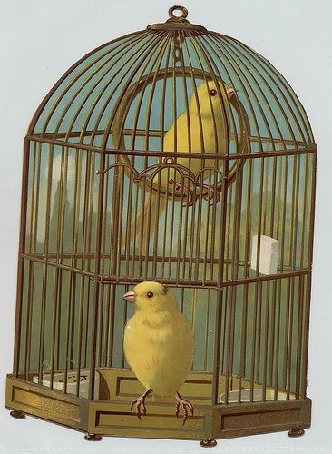 Poor little yellow bird, I rather bear the cold, in a leafless tree than a prisioner be in a cage of gold...I know this song from an old movie called Dorian Gray..it stuck with me...DLD    Victorian Scrap Birdcage Bird Quilt Blocks, Antique Bird Cages, Bird In A Cage, Canary Birds, The Caged Bird Sings, Portrait Vintage, Vintage Bird Cage, Victorian Scrap, Bird Quilt