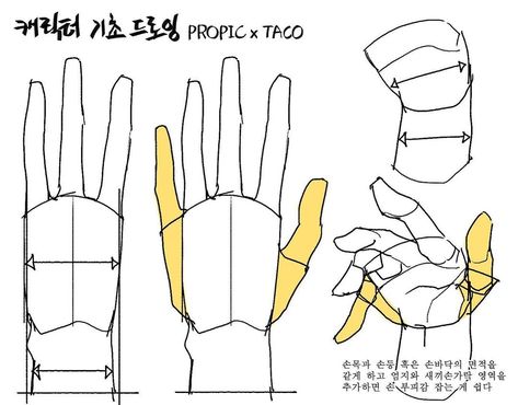 Anatomy Tutorial, Human Anatomy Drawing, Hand Drawing Reference, Anatomy Sketches, Body Reference Drawing, Hand Reference, 캐릭터 드로잉, Anatomy Drawing, Figure Drawing Reference