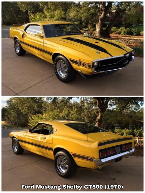 Mustang Shelby Gt 500, Ford America, 1970 Mustang, Shelby Gt 500, Ford Mustang Classic, Muscle Cars Mustang, Gt 500, Old Muscle Cars, Shelby Mustang