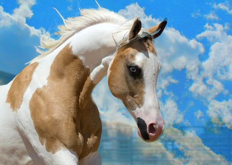 Pintabian horse. A new 'designer' breed, the pintabian has only had a registry since 1992. They carry 99% Arabian blood but also exhibit the tobiano pinto color pattern, which can never be found in purebred Arabians as they do not carry the gene. Cheval Pie, Painted Horses, Pinto Horse, Palomino Horse, Paint Horse, Most Beautiful Animals, Majestic Horse, All The Pretty Horses, Blue Eyed