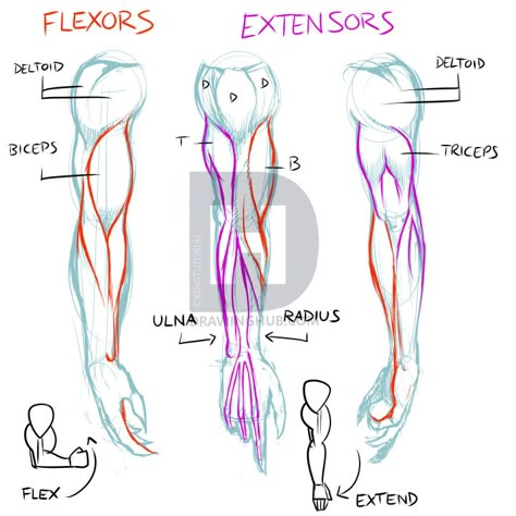 How To Draw Lean Muscles, Forearm Anatomy Reference, Forearm Anatomy Drawing, Forearms Drawing, Drawing Muscles, How To Draw Muscles, Drawing Arms, Arm Anatomy, Arm Drawing