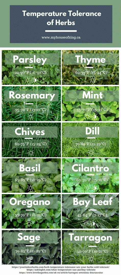 Herd Garden Ideas, Tea Herb Garden Layout, Herbs To Grow In Greenhouse, Growing Herbs In Small Spaces, Decorative Herb Garden Ideas, Raise Garden Beds Diy, Spice Garden Ideas, Indoor Spice Garden, Herb Planting Ideas