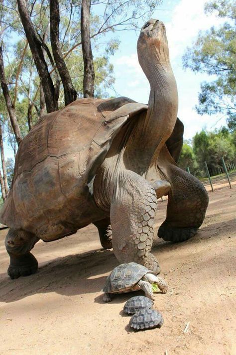 Tortuga Gigante y sus crías Regnul Animal, Galapagos Tortoise, Turtle Love, 웃긴 사진, Reptiles And Amphibians, Sea Turtles, Lizards, Animal Planet, Amazing Animals