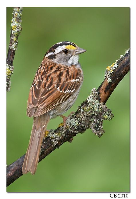 White Throated Sparrow Tattoo, White Throated Sparrow Bird, Bird Parakeet, Fancy Birds, Aesthetic Cute Wallpaper, Beak Mask, Bird Pet, Sparrow Art, Sparrow Tattoo