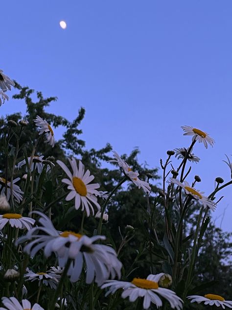 Night, moon, flower Cottagecore Night, Flowers Cottagecore, Cute Cottage, Night Moon, Painting Wallpaper, Night Time, Cottage, Moon, Flowers