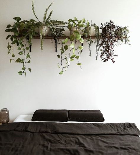 Droopy Plants On Shelves, Bedroom Ideas For Men Plants, Plant Shelf Above Tv, Plant Shelf Above Bed, Plants Above Bed, Greenery Office, Plants On Shelves, Shelf Over Bed, Styling Plants