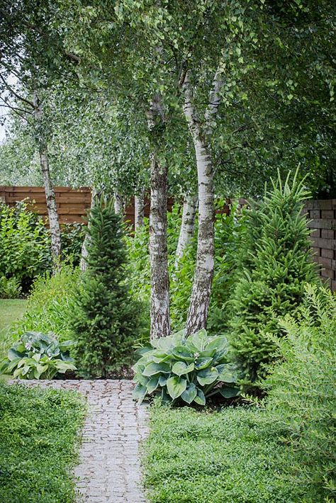 Betula utilis - birch trees at the end of stone pathway in modern garden. Symphoricarpos shrubs next to wooden fence Landscaping With Birch Trees, Birch Tree Garden, Birch Trees Garden, Betula Utilis, Tree Garden Design, Hedge Trimming, Birch Trees Landscaping, Professional English, Garden Grass