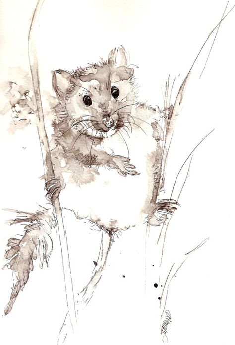 Line And Wash Animals, Pen And Wash Watercolour, Ink And Wash, Harvest Mouse, Pen And Wash, Watercolor Wash, Pen And Watercolor, Arte Animal, Rodents