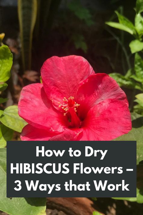 Unlock the art of drying hibiscus flowers with our proven methods that actually work! Preserve the beauty and versatility of hibiscus blooms with our comprehensive guide. From air drying to using a dehydrator, we'll walk you through three effective techniques. Discover how to create stunning dried hibiscus flowers for tea, potpourri, and crafts. Don't miss out on the opportunity to harness the beauty of hibiscus year-round  IG Photo by: theseedtrail Drying Hibiscus Flowers, How To Dry Hibiscus Flowers, Dry Hibiscus Flower, How To Press Hibiscus Flowers, How To Dry Hibiscus Flowers For Tea, How To Make Hibiscus Tea From Flowers, Hibiscus Flower Tea, Hibiscus Tree, Dried Hibiscus Flowers