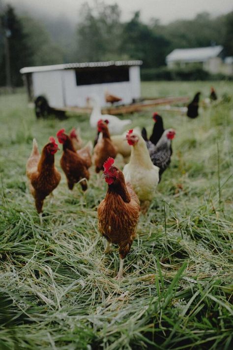 Organic Chicken Feed, Roasted Soybeans, Chicken Barn, Egg Laying Chickens, Dried Corn, Laying Hens, Backyard Chicken Farming, Chicken Garden, Chicken Feed