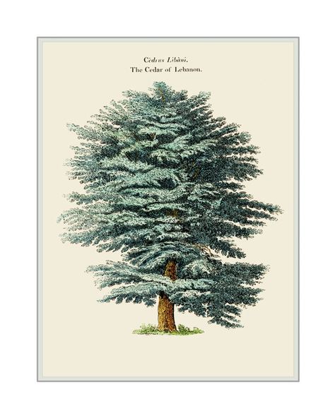 Home Decor Tree Art Print showing The Cedar of Lebanon Watercolored Drawing Print of The Cedar of Lebanon. Buy all 4 prints for 10% discount by swanboroughprints on Etsy Cedar Tree Drawing, Lebanon Tree, Lebanese Art, Cedar Of Lebanon, Tree Prints, Pine Tree Art, Woodland Tree, Cedar Tree, Mountain Drawing