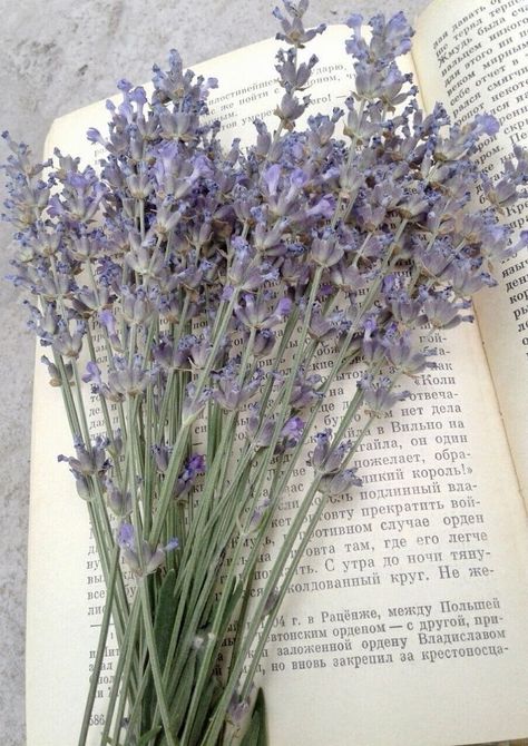 Purple Cottagecore, Tattoo Plant, Lavender Aesthetic, Nothing But Flowers, Lavender Plant, Lovely Lavender, Paper Flowers Craft, Plant Aesthetic, Flower Therapy