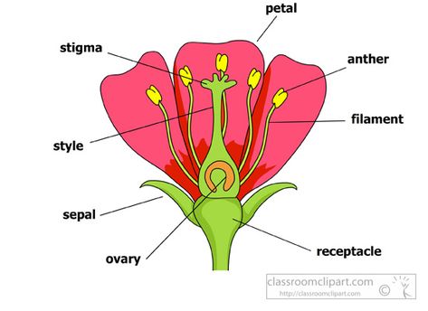 Parts Of Flower Project, Structure Of Flower, Diagram Of A Flower, Reproduction In Plants, Flower Definitions, Flower Diagram, Plant Cell Diagram, Function Diagram, Plant Reproduction