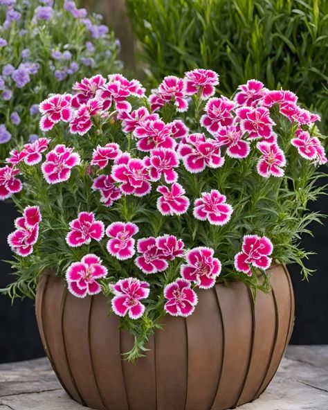 Dianthus Flowers 😍 Dianthus Flowers, Good Morning Flowers Rose, Wonderful Flowers, Flowers Rose, Morning Flowers, Good Morning Flowers, Outdoor Gardens, Tattoo Ideas, Plants