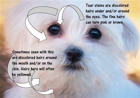 How to Keep a Maltese Dog Coat as White as Snow Tear Stains On White Dogs, Tear Stain Removal Dogs, Dog Schedule, Maltese Grooming, Maltese Dogs Haircuts, Care Tasks, Dog Tear Stains, Pets Toys, Calamity Jane