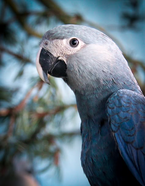 Spix's macaw returns to Brazil, but is overshadowed by controversy Blue Macaw, Macaw Parrot, Outdoors Tattoo, Into The Wild, Tropical Birds, Animals Of The World, In The Wild, Animal Design, Beautiful Birds