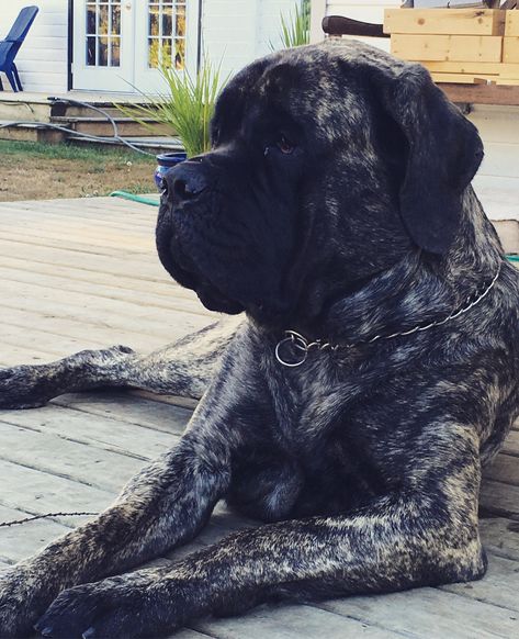 2 year old brindle English Mastiff, female Mastiff Mix Dogs, Brindle English Mastiff, Brindle Mastiff, British Mastiff, Old English Mastiffs, Mastiff Puppies For Sale, English Mastiff Dog, English Mastiff Puppies, Mastiff Mix