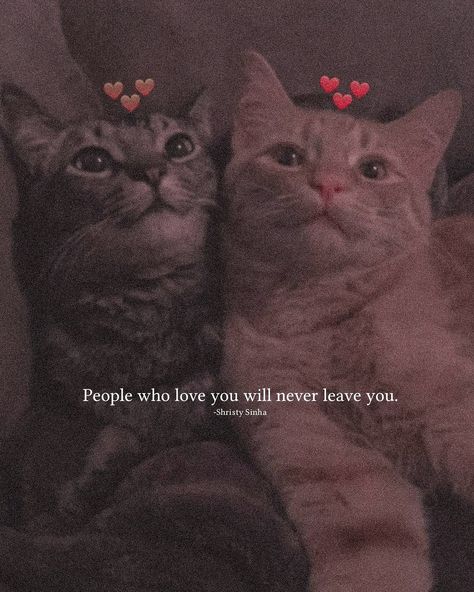 Lioness Quotes, Asthetic Pics, Phone Wallpaper Pastel, Girly Quote, Funny Girly, Hat Aesthetic, Cat Profile, Friend Lyrics, Inspirational Quotes Wallpapers