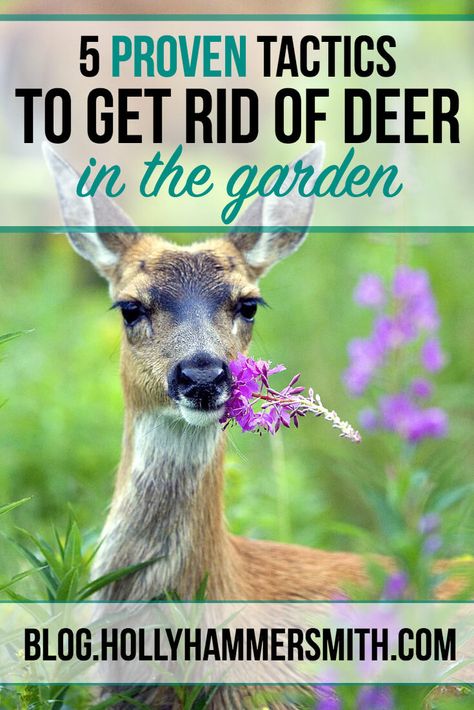 Get Rid of Deer Deer Repellent, Ornamental Shrubs, Deer Resistant Garden, Deer Repellant, Deer Proof, Beginner Gardening, Deer Resistant Plants, Sun Perennials, Organic Vegetable Garden