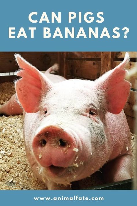 Can Pigs Eat Bananas? (And What About Bananas Peels?) - AnimalFate What Can Pigs Eat, Swallow Food, Pigs Eating, Pig Food, Fruit List, Eating Bananas, Increase Appetite, Mini Pigs, Banana Peel