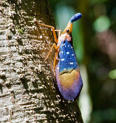 Lantern Fly (Fulgoridae) Pyrops whiteheadi gunjii (Satô & Nagai, 1994) Lantern Fly, Flying Lantern, Cute Bugs, Types Of Bugs, Stick Insect, Flying Creatures, Cute Animal Quotes, Insect Collection, Winged Creatures