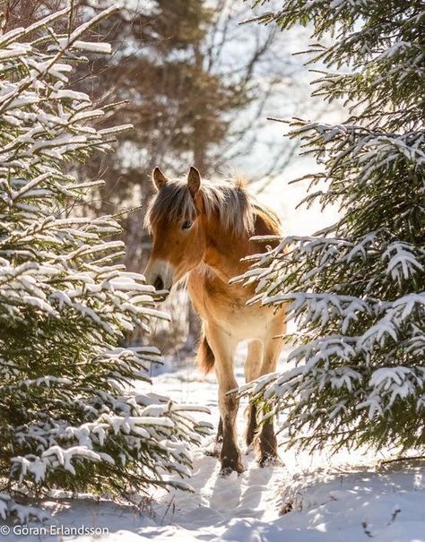 Horse Wallpapers, Horses In Snow, Horse Photography Poses, Pictures With Horses, Winter Horse, Beautiful Horse Pictures, Snow Photography, Christmas Horses, Horse And Buggy