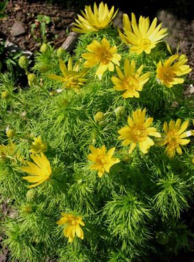 VÅRADONIS - Adonis vernalis Adonis Vernalis, Diy Garden, Art Reference, Plants, Flowers