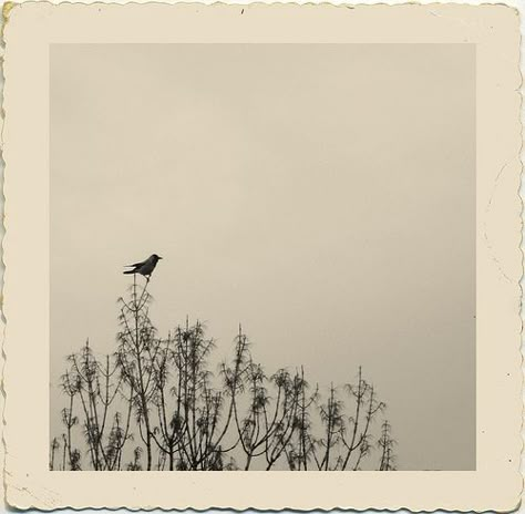 Vintage Photo Collage, Birds Aesthetic, Bird Aesthetic, Tree Top, Bird Watching, Black Bird, White Photography, Beautiful Birds, A Tree